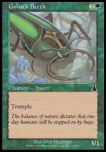 Goliath Beetle Image principale du produit
